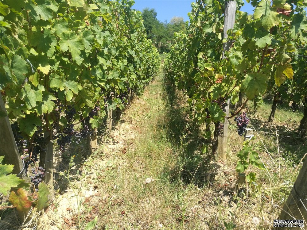 選擇哪個紅酒樱桃视频黄色下载樱桃成人18视频在线播放好